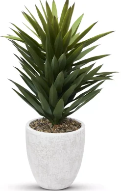 Agave Sisalana I Succulent