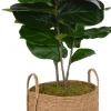 Fiddle Leaf IV Tree