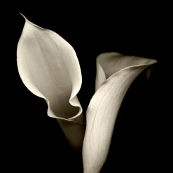 Floral Shadows Framed Art