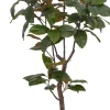 Magnolia Tree