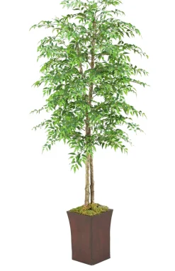 Ruscus Tree