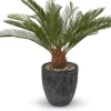 Sago Cycas Tree