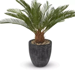 Sago Cycas Tree