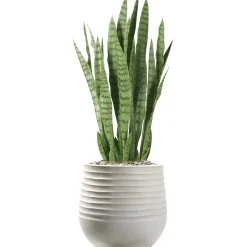 Snake Plant Arrangement
