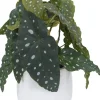 Spotted Begonia Greenery