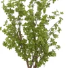 Star Tree