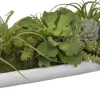 Succulent Boat Succulent