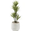 Yucca Tree